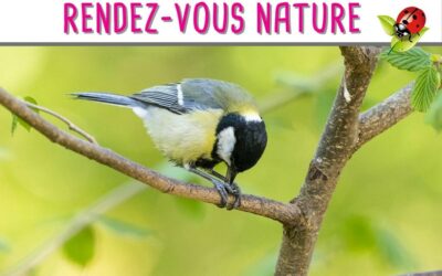 Ornithologie à Saint Marc à Frongier